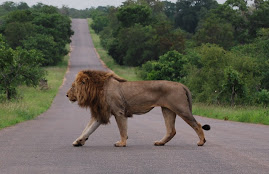 Male lion