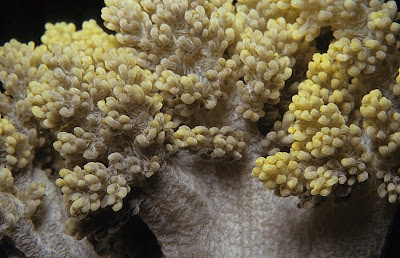 Broccoli Coral (Dendronephthya sp.)