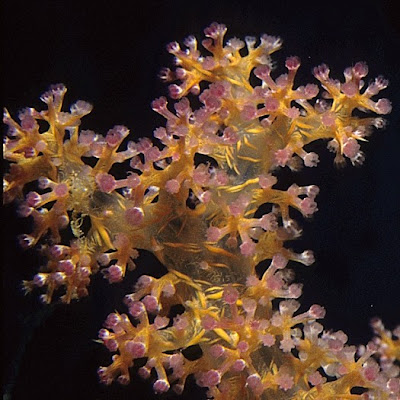 Macro image if a Nephtheid soft coral in the Red Sea