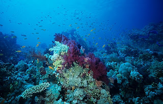 Red Sea reef scene