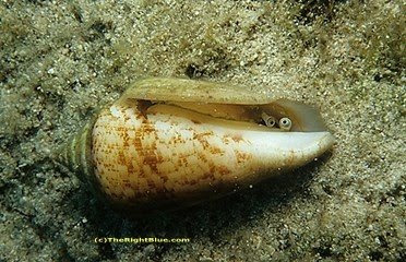 Coned Shell Fish The Right Blue: WW #42 - The Right Blue's 1st Birthday Review