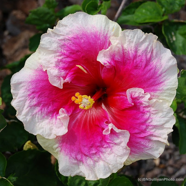 'Morning Glory' tropical hibiscus