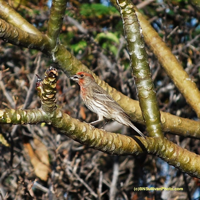 Male House Finch (Carpodacus mexicanus)
