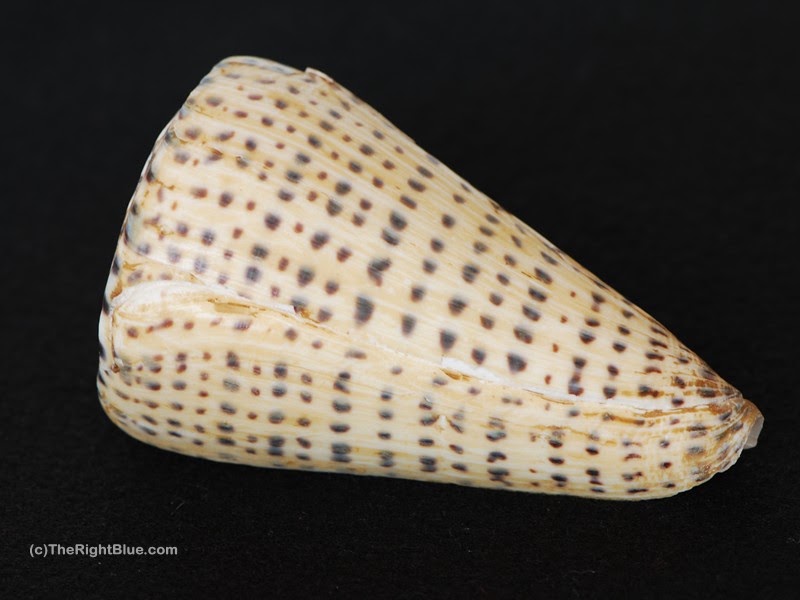 Conus Shell Hawaii Are Cone Snails In Hawaii at Paula Banks blog