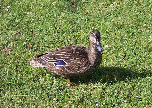 Female Mallard duck (Anas platyrhynchos)