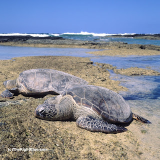 Hawaiian Green Sea Turtles (Chelonia mydas)