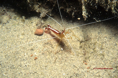 Cleaner Shrimp (Lysmata amboinensis)