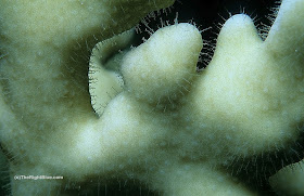 Fire Coral Rash
