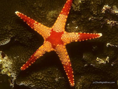 Sea Star (Fromia monilis)