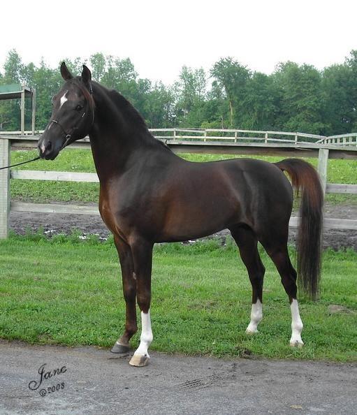 Horse Breeding Dressage Training For the Arabian Horse Horse Breeding