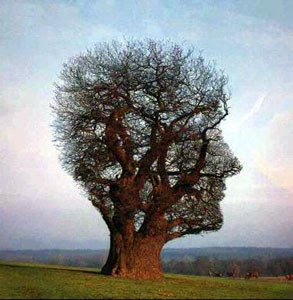 La source dans Partages et Enseignements arbre_connaissance