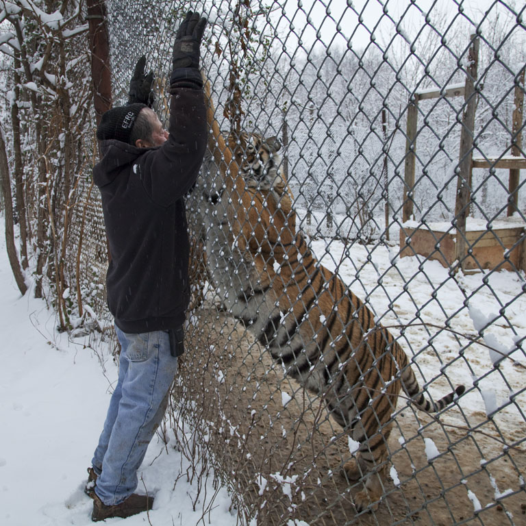urban wilderness a visit to the exotic feline rescue center in indiana