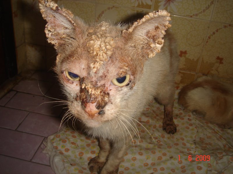 Gato pode ter calazar Clearance