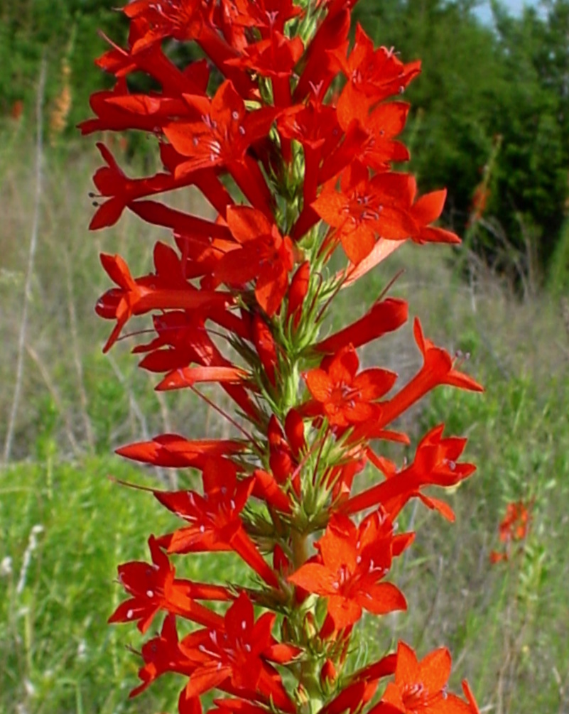 LLELA Live Secrets Under the Snow; Standing Cypress