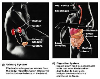 TooSogiE Medical Images: Organ Systems of the Body