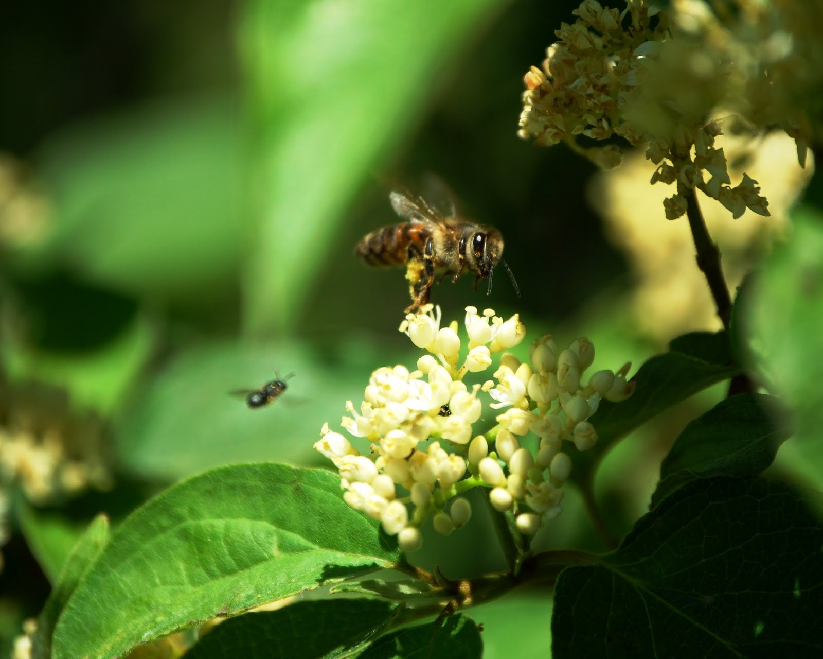 The Peace Bee Farmer The HoneyBound Hive