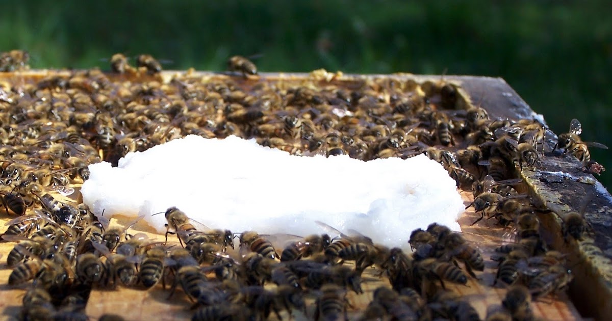 Подкормка пчел весной сахарным. Весенняя подкормка пчел. Подкормка пчел весной. Подкормка пчел зимой. Кормление и корм пчелам.