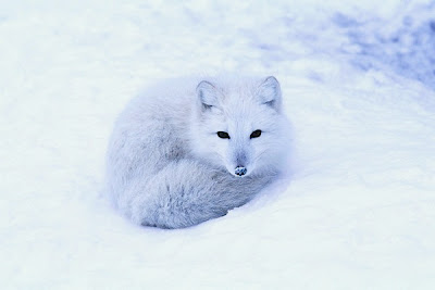 [Image: ArcticFoxCoveBearUSGS.jpg]