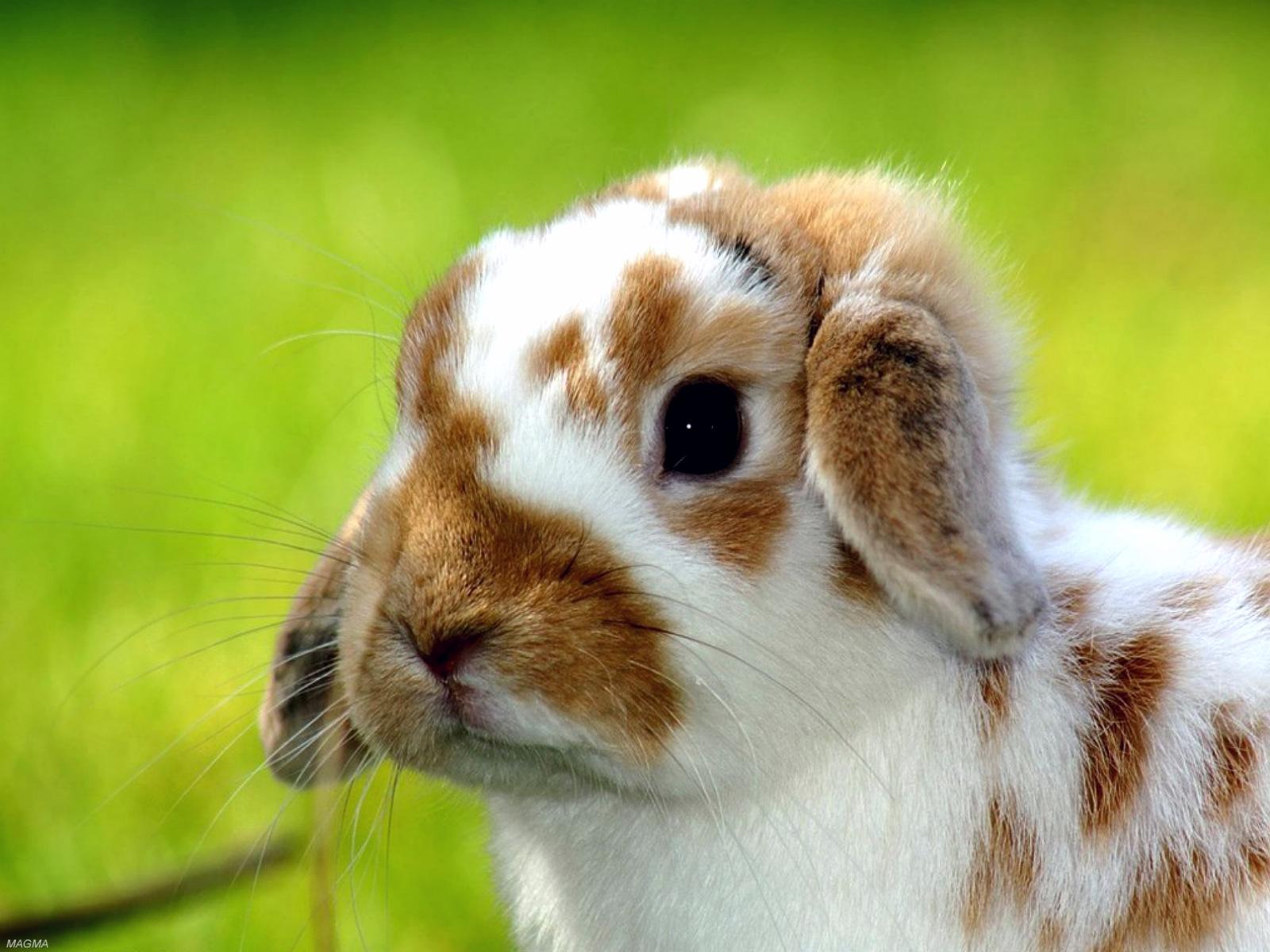 Edge Of The Plank: Cute Animals: Baby Rabbits II | wallcors.blogspot.com