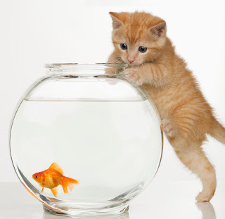 Do Cats Eat Goldfish? How To Stop Cats From Eating Goldfish? - Goldfish