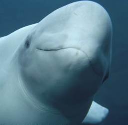 [Beluga+whale.jpg]