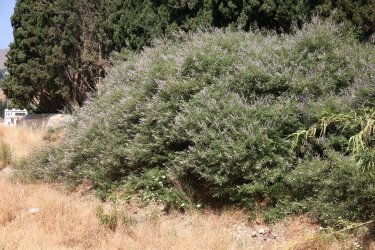 [IMG_3787_1.JPG]