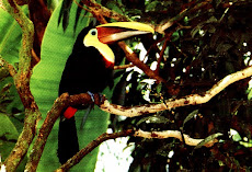 Tucán bicolor, Costa Rica