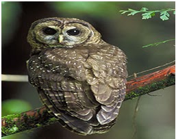 Punya Biologi Burung Hantu Terbang Suara Gambar Yg Menyeramkan