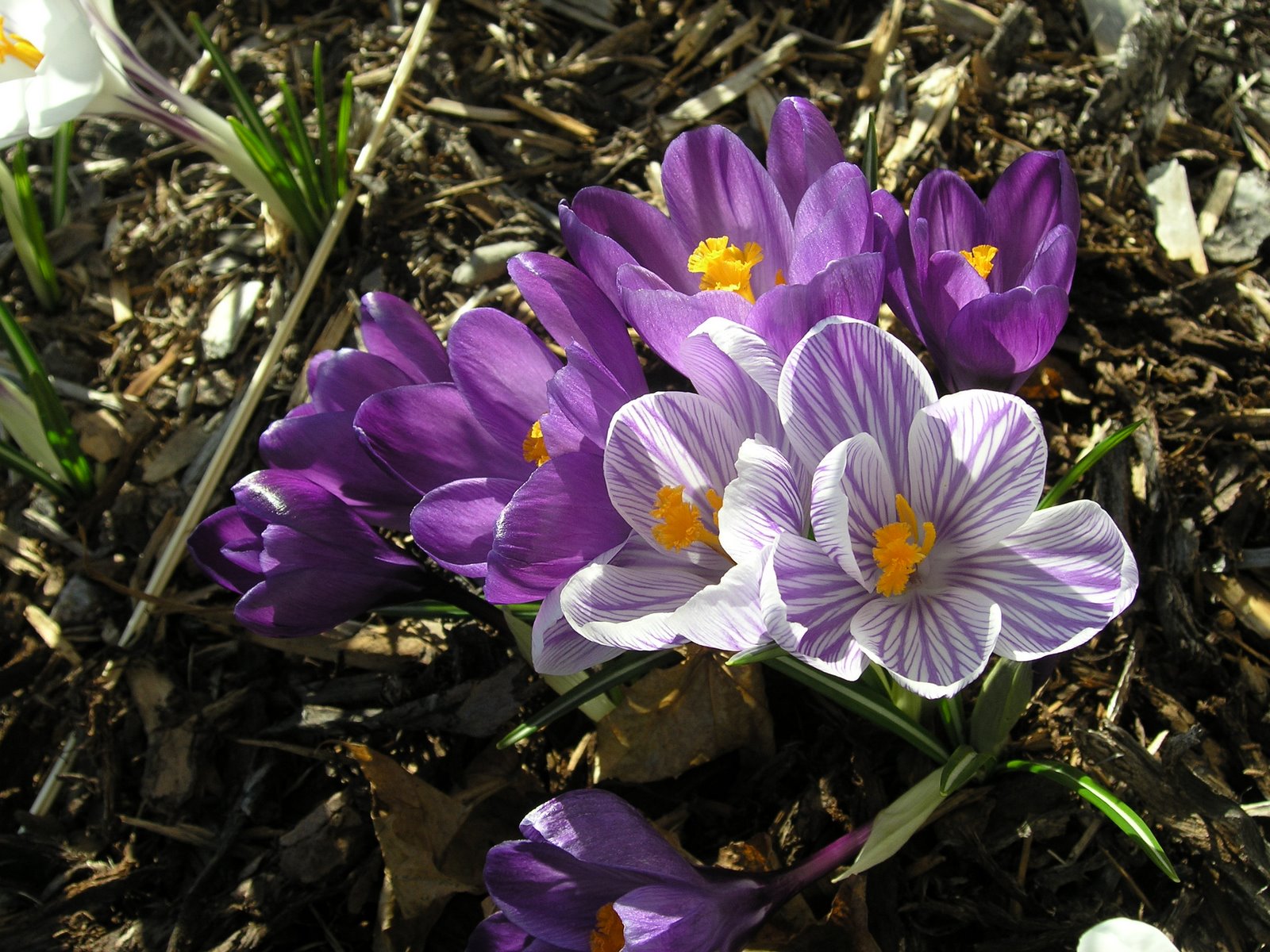 [cluster+of+crocus.JPG]