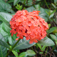 Ixora | Flores para o seu jardim - Blog Rebeca Flores