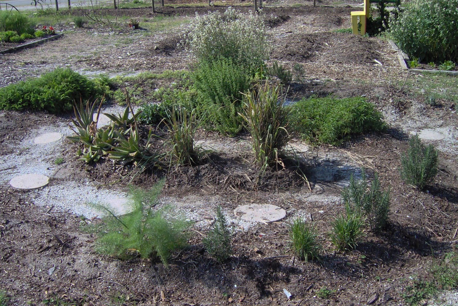 Aquarian Bath Snapshots from a Spring day in a Florida Herb Garden