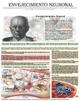 [envejneuronal.jpg]