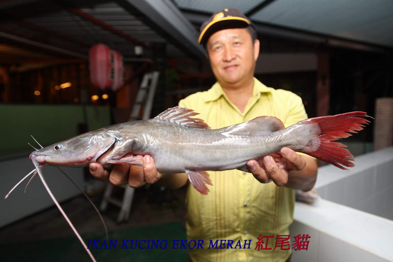 马來西亚河鱼网: 红尾虎
