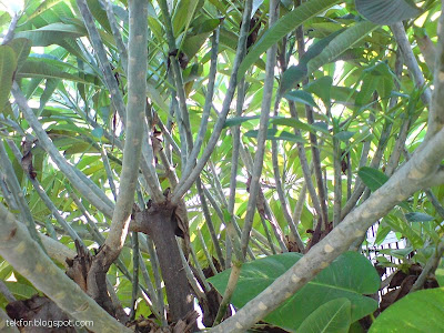 plumeria tree branches