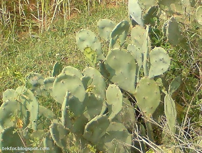 Prickly pear cactus