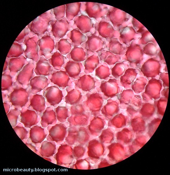 The Wonderful Microworld Flower cells Pomegranate And Hibiscus