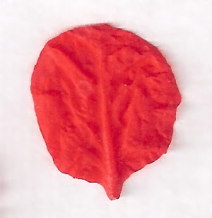 Flower petal