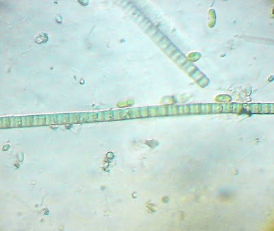 Green Algae
