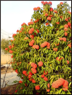 Ixora plant