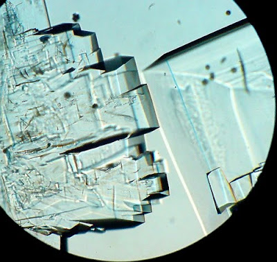 Sugar Crystals. Before complete drying. Magnification - 100 Times. Beautiful sugar crystals!