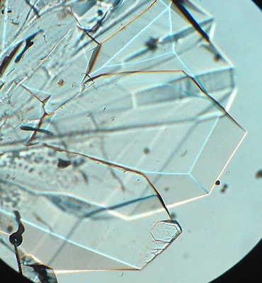 SugSugar Crystals. Before complete drying. Magnification - 100 Times. Beautiful sugar crystals!