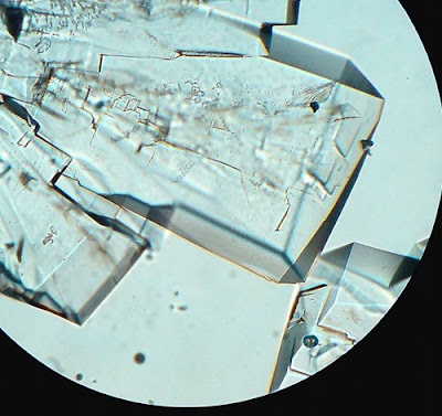 Sugar Crystals. Before complete drying. Magnification - 100 Times. sugar crystals. Magnification -100 Times