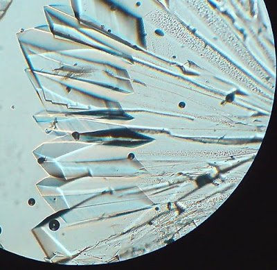 Sugar Crystals. Before complete drying. Magnification - 100 Times. sugar crystals. Magnification -100 Times