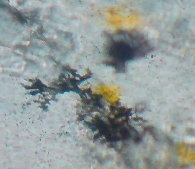 Pigments in the Fish