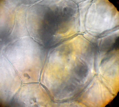 Fish Cells- Animal Cells