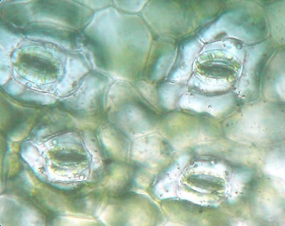 Leaf surface. Stomata. Magnification - 450 Times. Leaf cells - Stomata