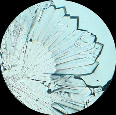 Sugar Crystals. Before complete drying. Magnification - 100 Times. sugar crystals. Magnification -100 Times