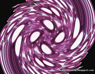 Art With Micrographs! Micrograph art