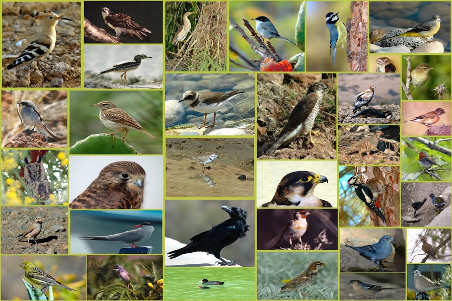 AVIFAUNA CANARIA @ canary bird