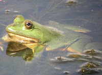 Indian Green Frog